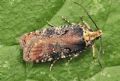 Agonopterix conterminella